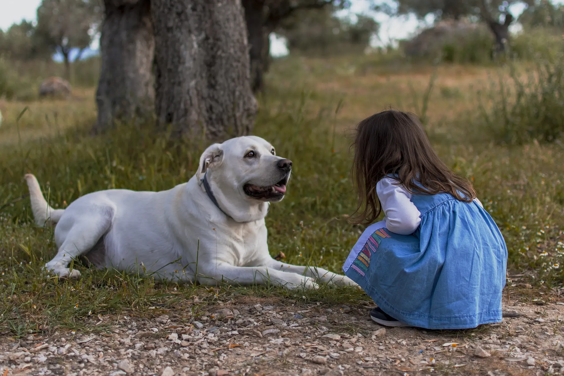 collar ajustable para perros